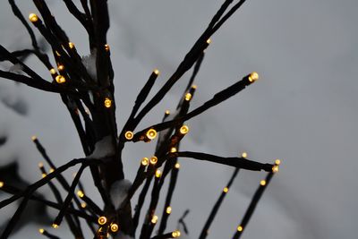 Low angle view of illuminated tree against sky at dusk