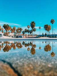 Reflection of palm trees in lake against blue sky