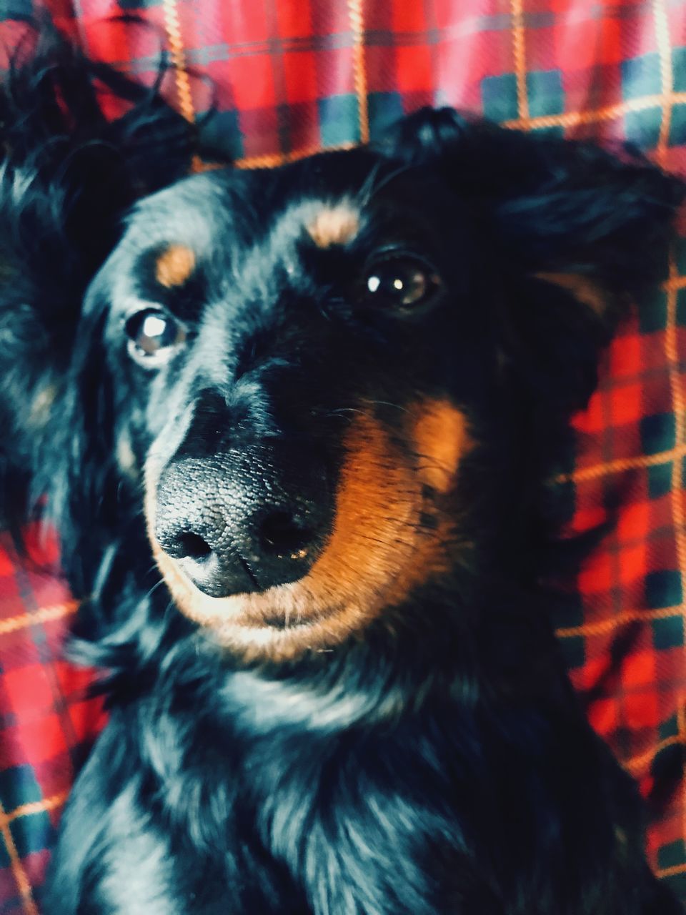 dog, pets, domestic animals, animal themes, one animal, mammal, looking at camera, portrait, animal head, close-up, no people, focus on foreground, black color, indoors, day