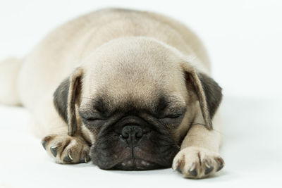 Close-up of a pug  sleeping