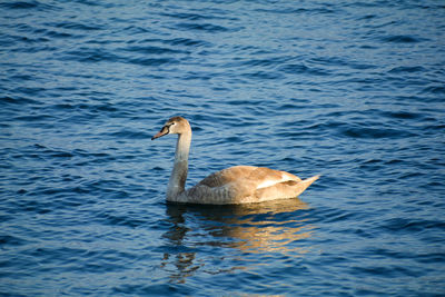 Duck swimming in lake