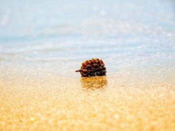 Close-up of insect on sand