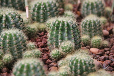 Close-up of cactus plant growing on field