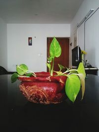 Close-up of vegetables on table at home