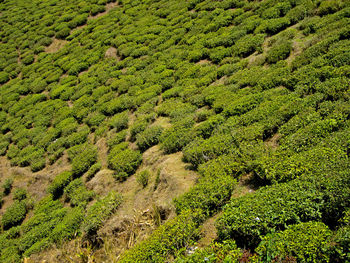 High angle view of trees growing on field