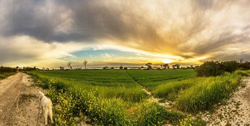 Scenic view of agricultural field against sky during sunset