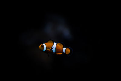 Close-up of fish underwater