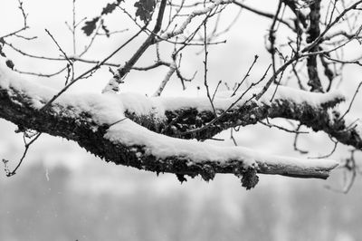 Close-up of snow covered branches against sky