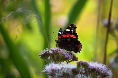 Close-up of butterfly pollinating on flower