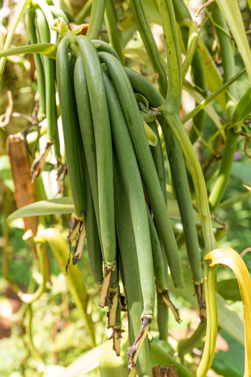 CLOSE-UP OF FRESH GREEN BEANS