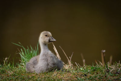 Close-up of a bird on field