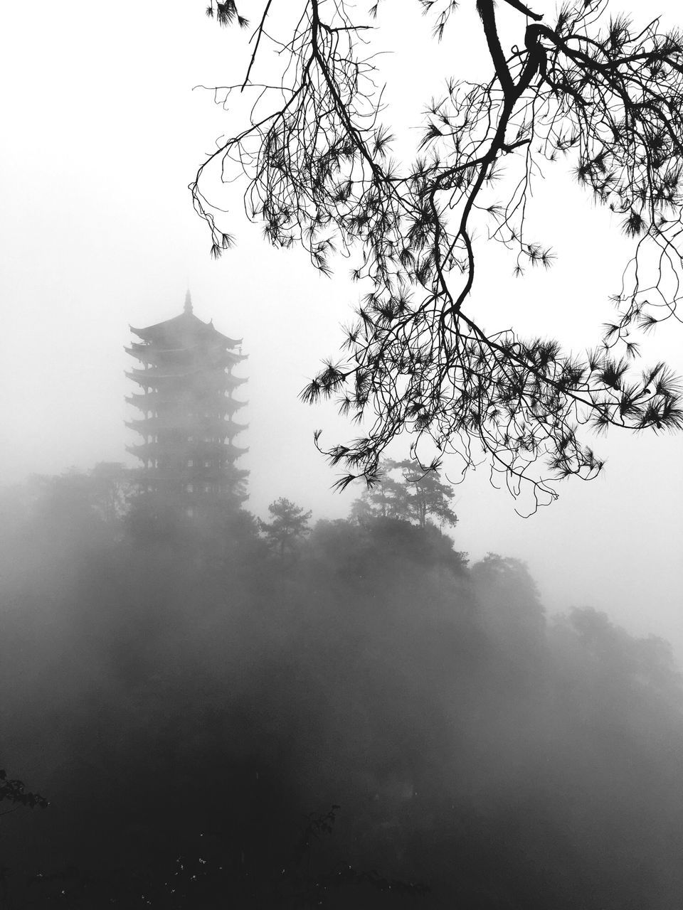 tree, nature, fog, sky, scenics, no people, tranquility, beauty in nature, day, outdoors, landscape, bird, hazy, animal themes, water