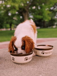 Close-up of a dog looking away