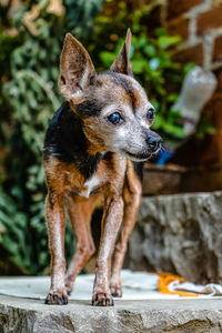 Close-up of dog looking away outdoors