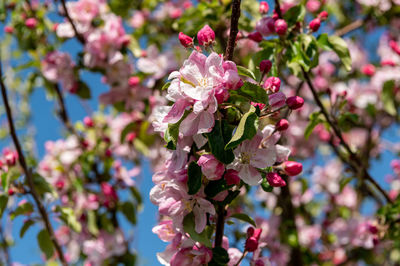 Close-up of pink cherry blossoms in spring