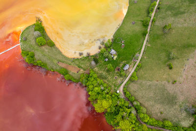 High angle view of fresh green plants in water
