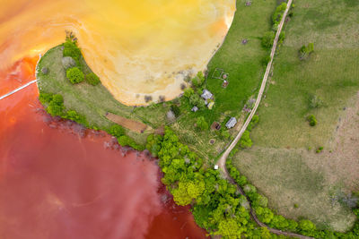 High angle view of fresh green plants in water