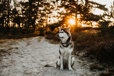 Dog looking away on field during sunset