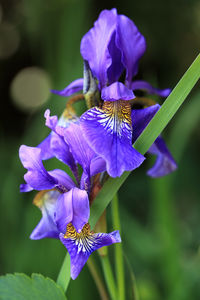 Close-up of purple iris blooming outdoors