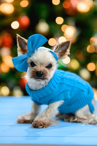 A small dog in a warm blue knitted sweater and a blue bow on his head. color bokeh