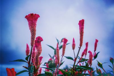 Close-up of red flowering plant against sky