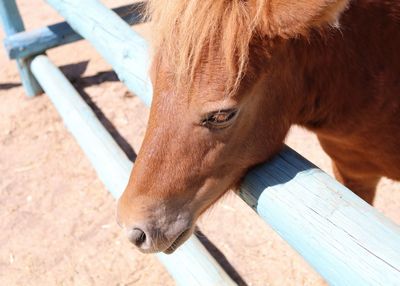 Close-up of a horse