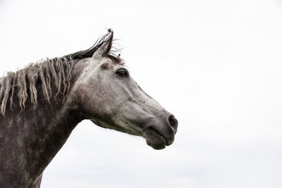 Side view of a horse against clear sky