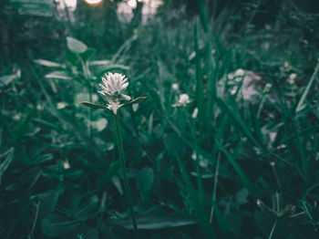 Close-up of flowering plant on land