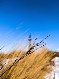 Close-up of stalks in field against blue sky