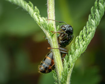 Close-up of insect on leaf