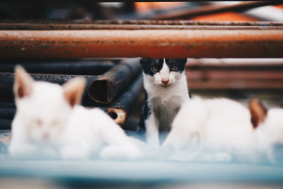 Portrait of kitten on metal