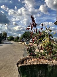 Plants and trees against sky