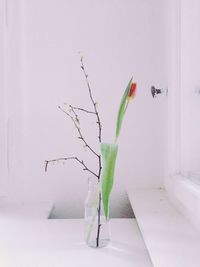 Close-up of plant against wall