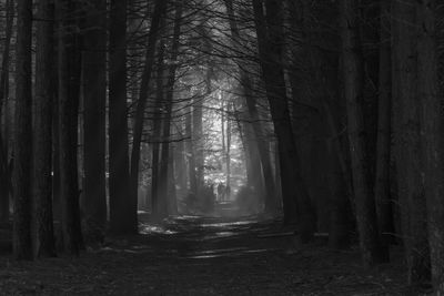 Footpath amidst trees in forest