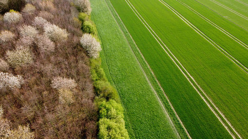 High angle view of agricultural field