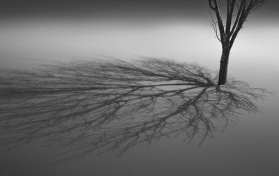 Close-up of bare tree in winter