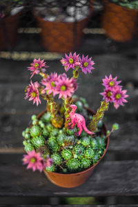 High angle view of dragon figurine on succulent plant