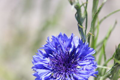 Close-up of purple blue flower