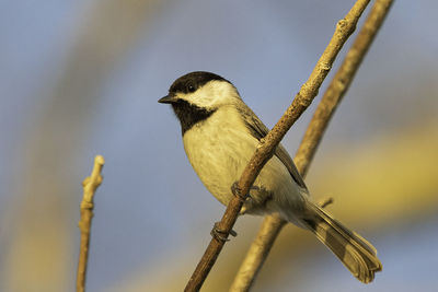 Close-up of bird perching on branch