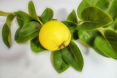 Close up quince fruit and green leaves on white background