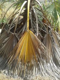 Close-up of palm tree