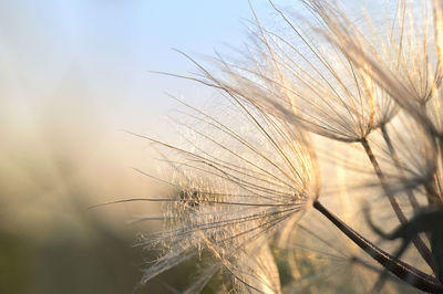 Close-up of stalks in field against sky