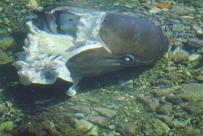 Close-up of fish swimming in water