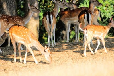 Herd of deer