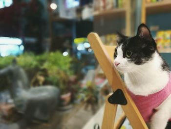 Close-up of cat sitting outdoors