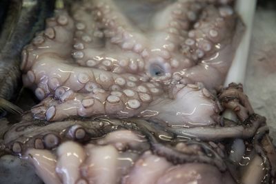 Close-up of snake for sale in market