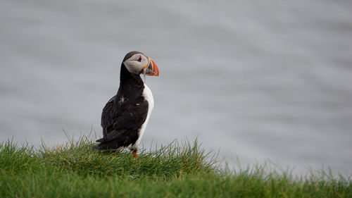 Puffin carrying saltwater eels in beak on grass