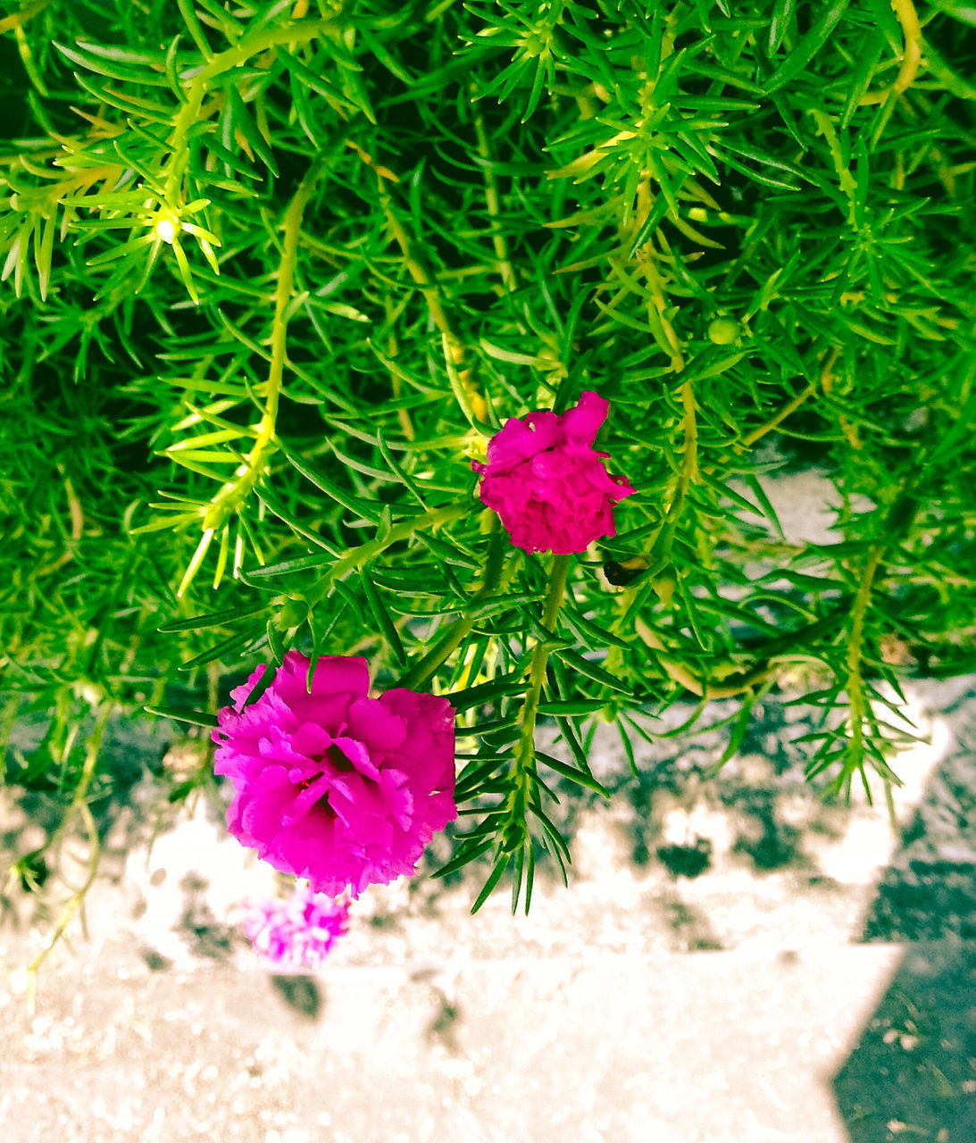 CLOSE-UP OF PINK FLOWERS BLOOMING