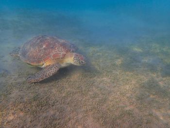 reef