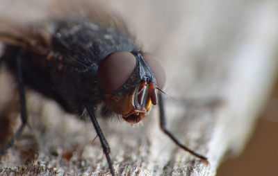 Close-up of fly